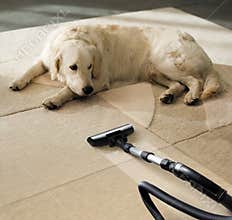 Carpet dog