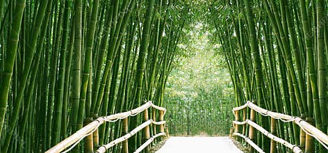 Bamboo Alley