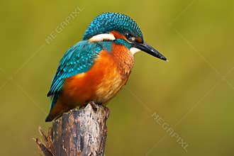 Beautiful kingfisher with clear green background. Kingfisher, blue and orange bird sitting on the branch in the river. Beautiful