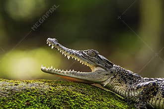 animals, dumpy frog, amphibians, treefrog, animal-wildlife, reptiles, bokeh, indonesia, animal, nature, wildlife, mammals, green,