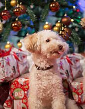 Cute little dog