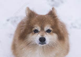 Dear Family Dog