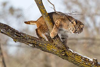 Curious bobcat