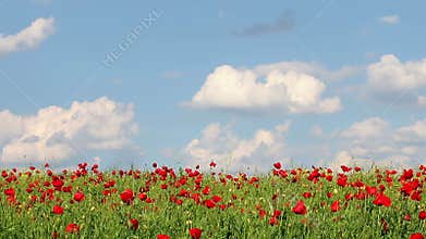 Poppies flower meadow landscape