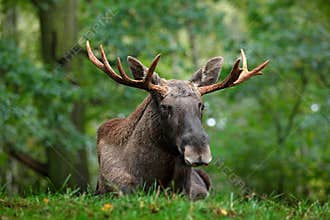 Wildlife scene from Sweden. Moose lying in grass under trees. Moose, North America, or Eurasian elk, Eurasia, Alces alces in the d