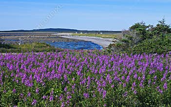 Coastal Newfoundland with fireweed