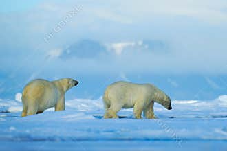 Wildlife scene with two polar bears from the Arctic. Polar bear couple cuddling on drift ice in Arctic Svalbard. Bear with snow an