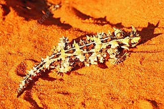 Thorny Devil resting in the Sun, Australia
