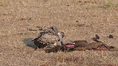 Ruppell`s griffon vulture eating dead body of wildebeest animal in Masa Mara - Kenya