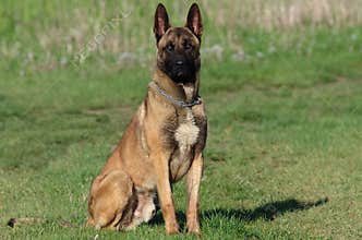 Dog - Belgian Malinois