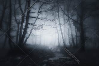 Path in dark and scary forest