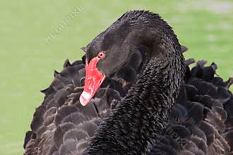 Black swan