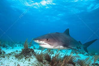 Tiger shark.