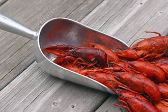Scooped Crawfish