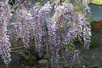 Blue wisteria blooms