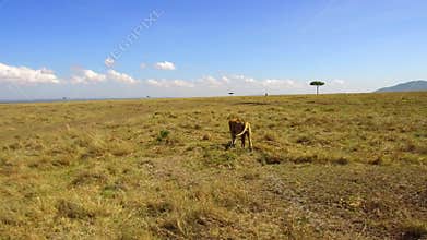 Young lion hunting in savanna at africa