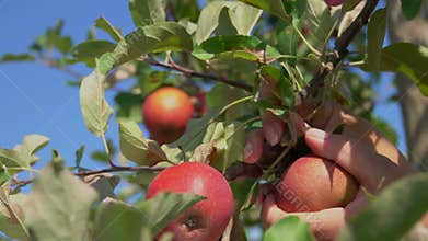 Close-up of a hand torn branches with ripe apples