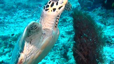 Green sea turtle on clean clear seabed underwater in Maldives.