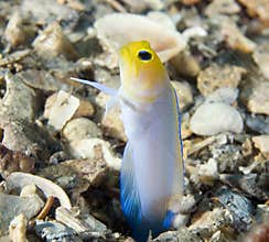 Yellowhead Jawfish