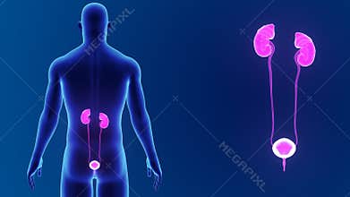 Urinary system zoom with body