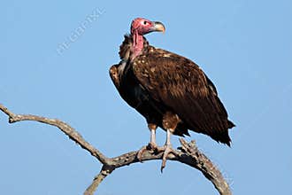 Lappet-faced vulture