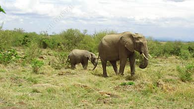 Elephant with baby or calf in savanna at africa