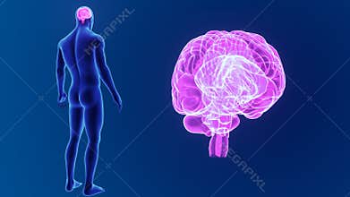 Human Brain zoom with body