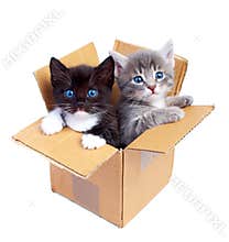Kittens