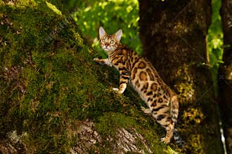 Bengal Cat outdoor
