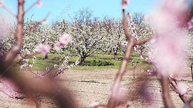 Spring. Beautiful pink blossoming peach trees.
