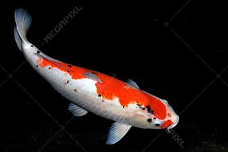 Koi Fish