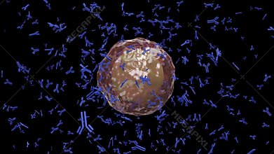 Plasma cell B lymphocyte producing antibodies