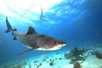 Tiger shark