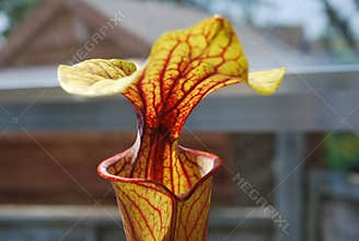 Pitcher Plant