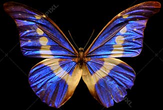 Menelaus Blue Morpho Butterfly