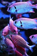 Tropical fish