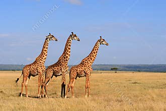 Giraffes 1