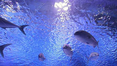 Beauty of tuna fish.