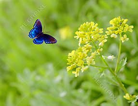Rapeseed
