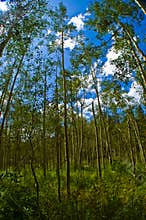 Deep in Aspen Forests with Tall Thin Aspen Trees forever