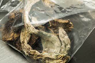 Bag of mushrooms