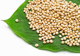 Soy bean