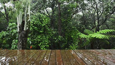 Wooden Decking Rainforest View