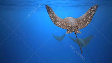 Spotted eagle rays swimming underwater
