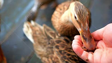 Duck feeding from hand. HD. 1920x1080. Close up
