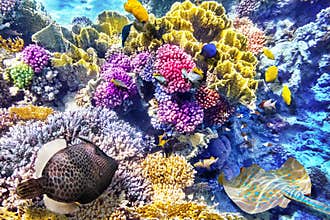 Underwater world with corals and tropical fish.