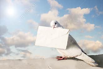 White Homing pigeon