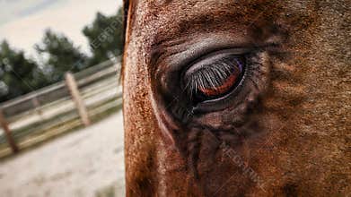 Old Work Horse Textures of an Eye