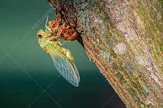 Cicada Insect Completes Metamorphosis Into Winged Adult