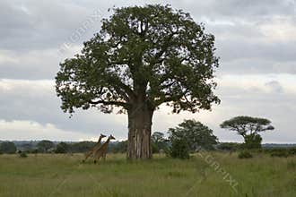 Boabab and giraffe